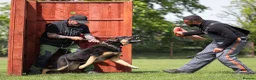 German Shepherd dogs for sale: KC registered GSD dog from old bloodlines  - Advert 10