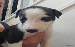 Lurcher dogs for sale: Lurcher puppies  - Advert 15