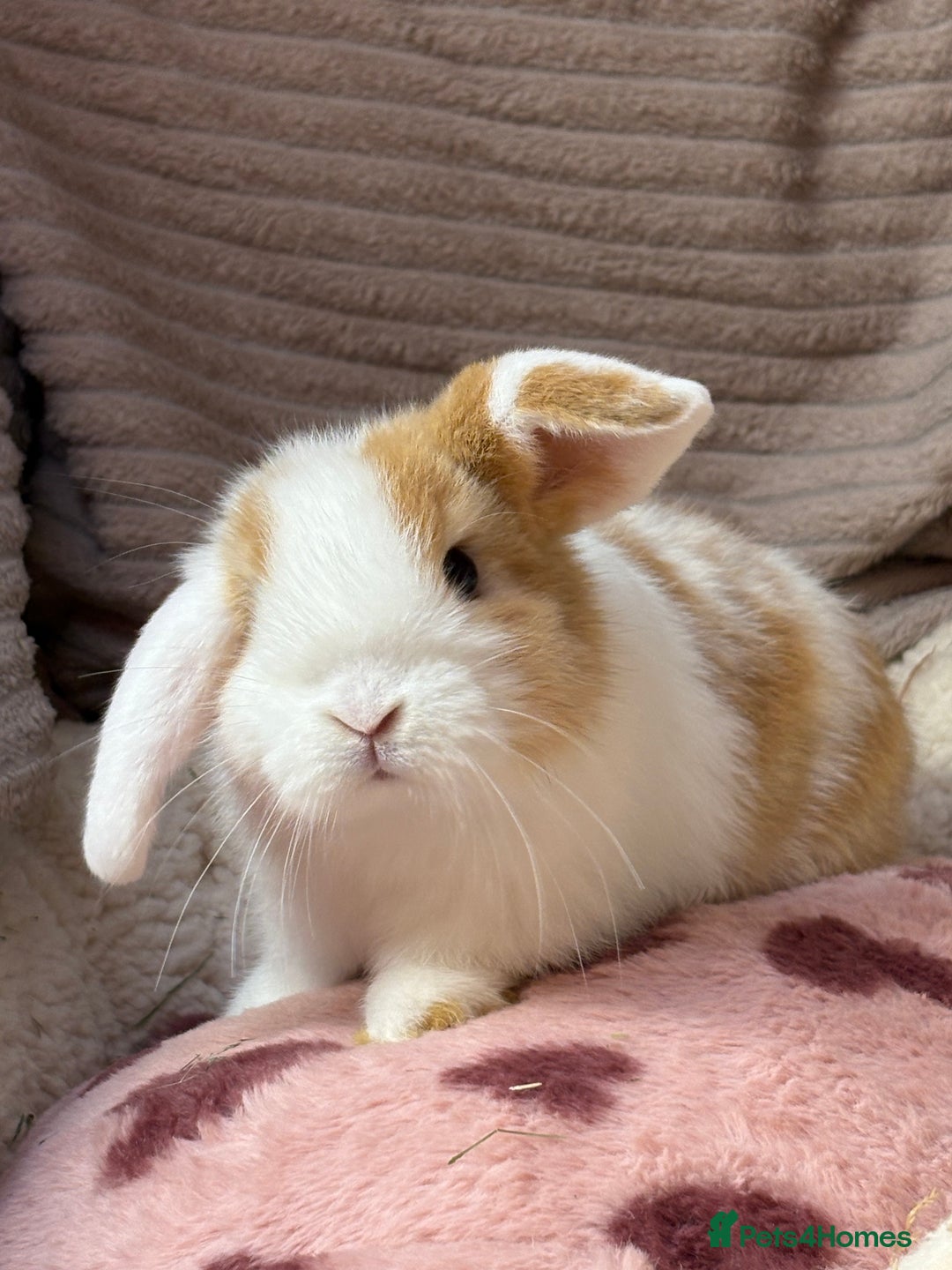 Mini Lop rabbits for sale: Gorgeous mini lops (show lines) vaccinated  - Advert 10
