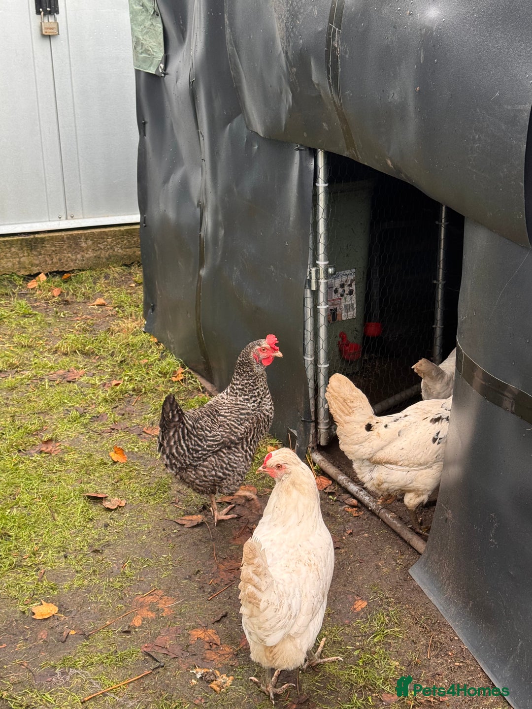 Chickens poultry for sale: x 8 Egg laying chickens  - Image 16