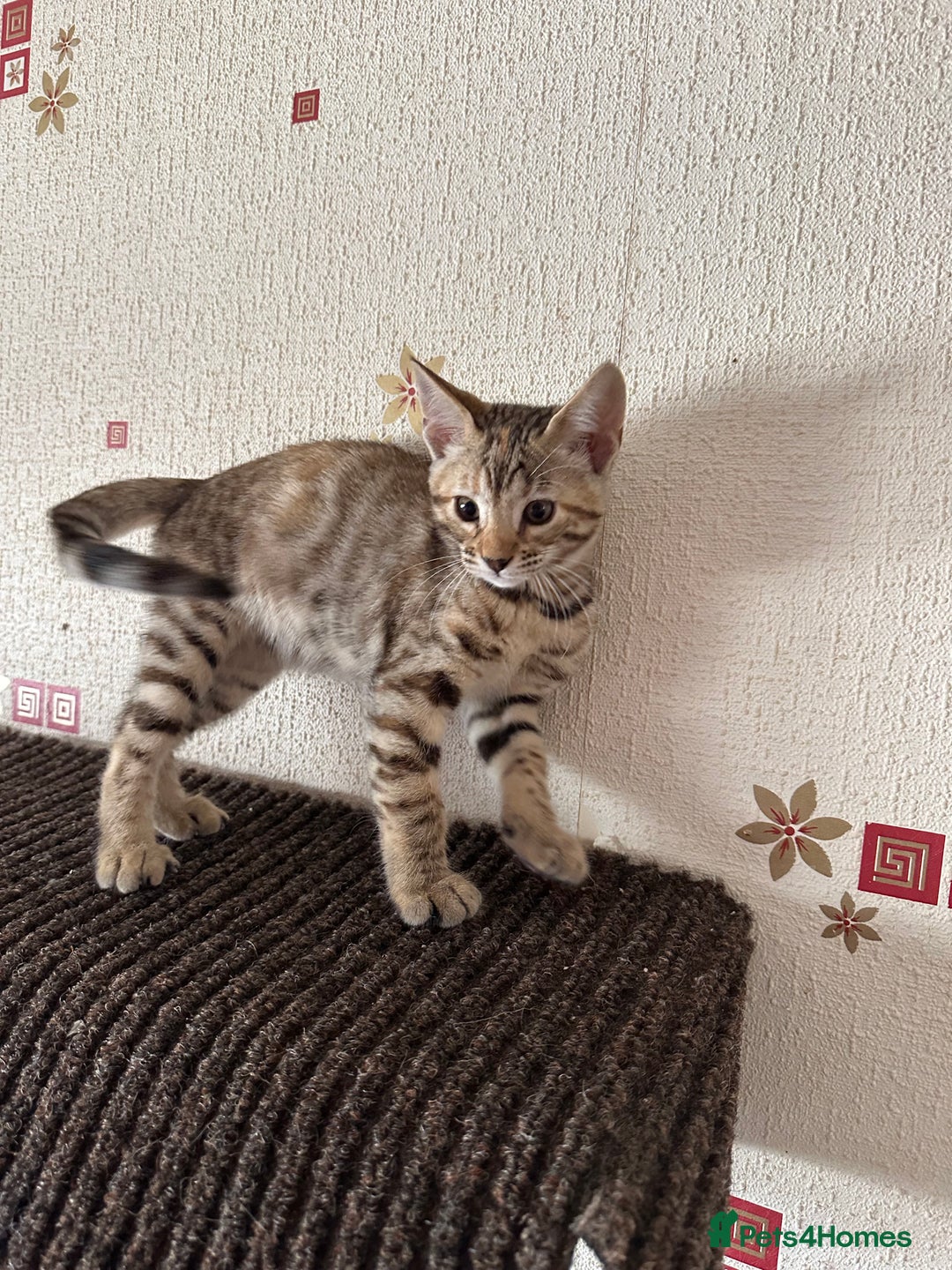 Mixed Breed cats for sale: Crossed BENGALS  - Image 22