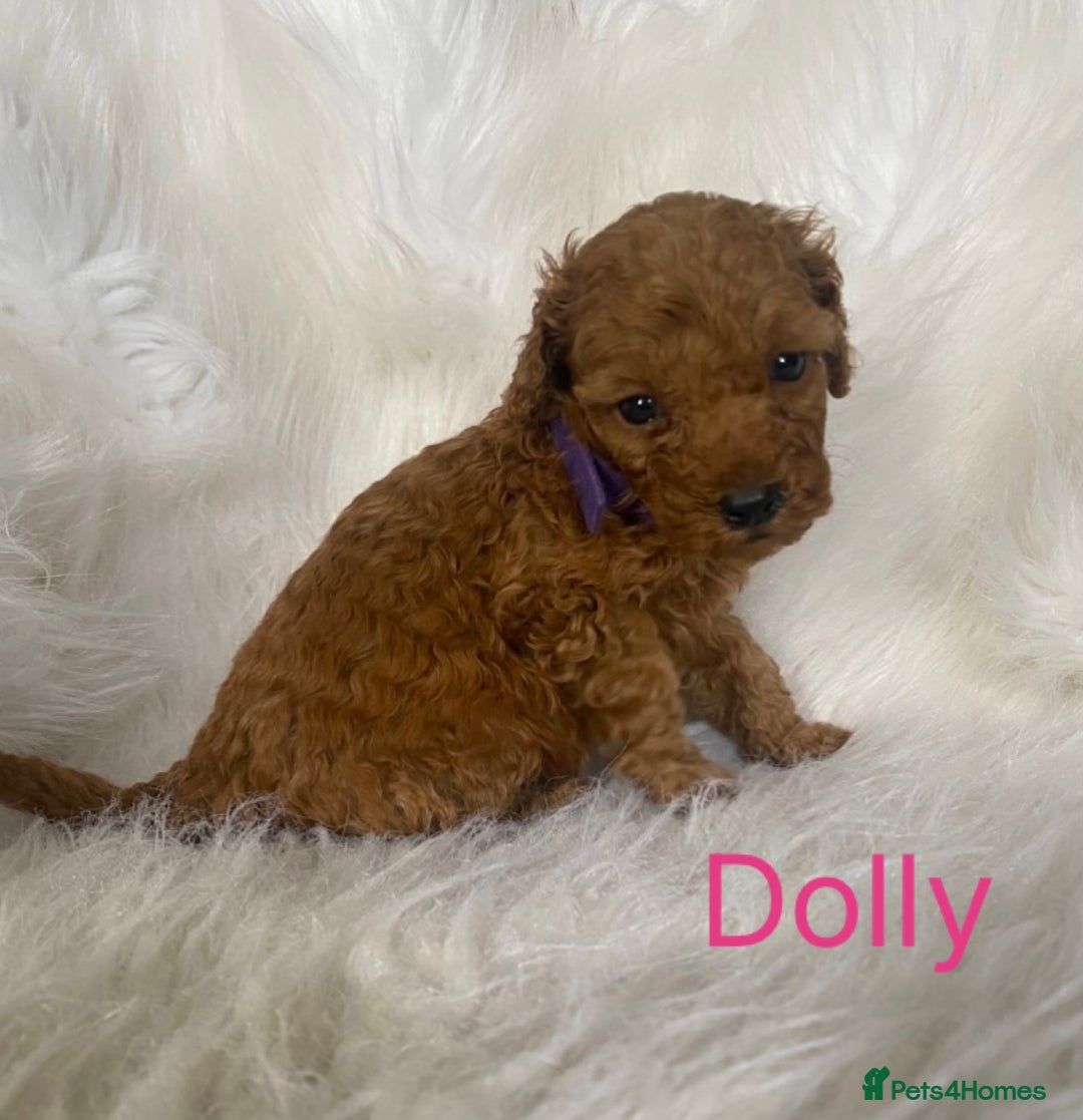 Miniature Poodle dogs for sale: Gorgeous Red Minature Poodles Puppies  - Image 11