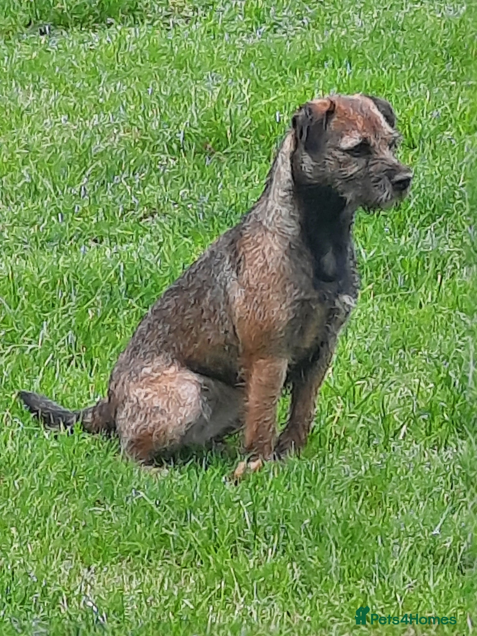 Border Terrier dogs for sale: border terrier puppies - Advert 5