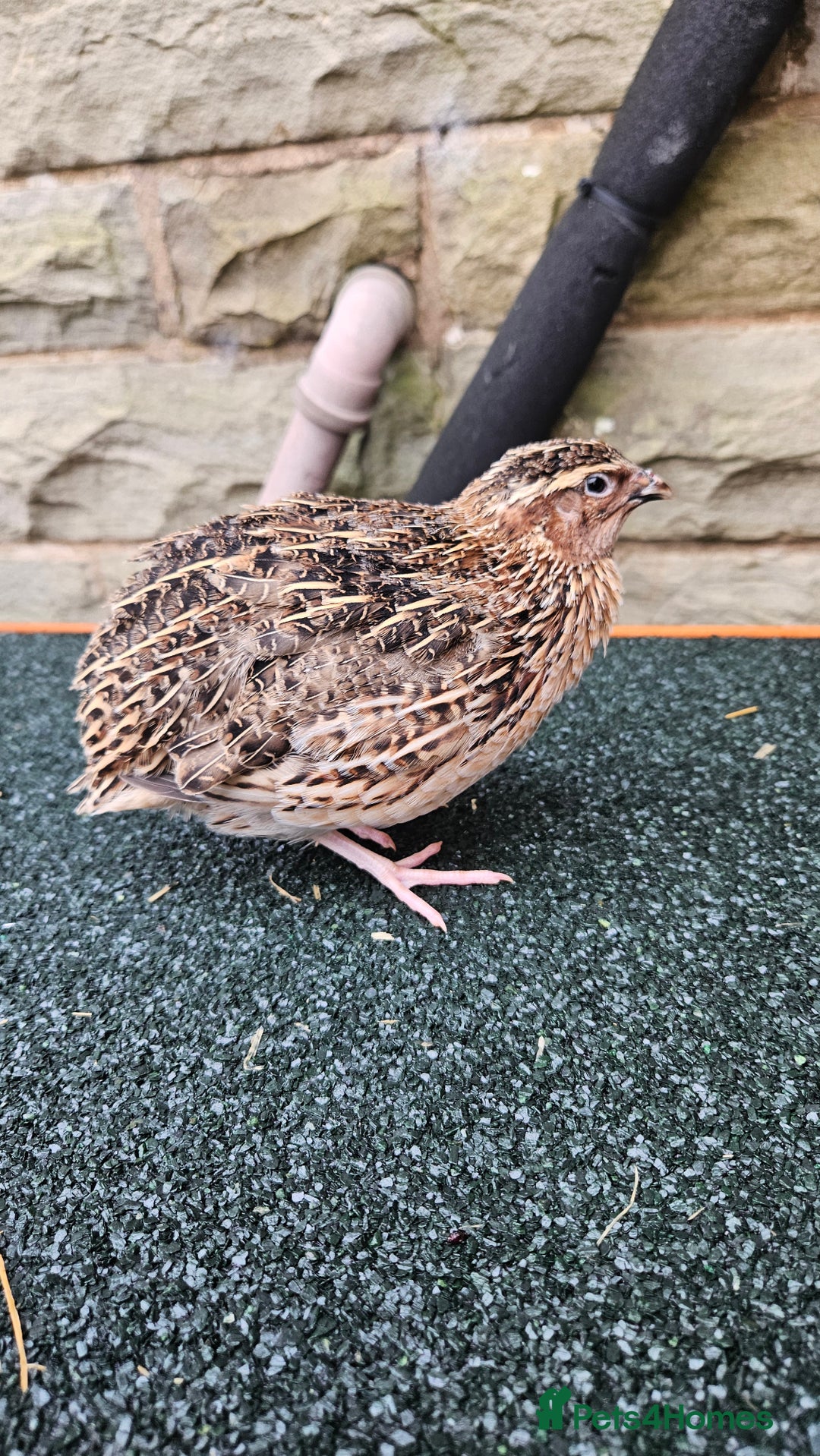 Quail poultry for sale: Japanese Quail – Young Birds Available - Advert 15