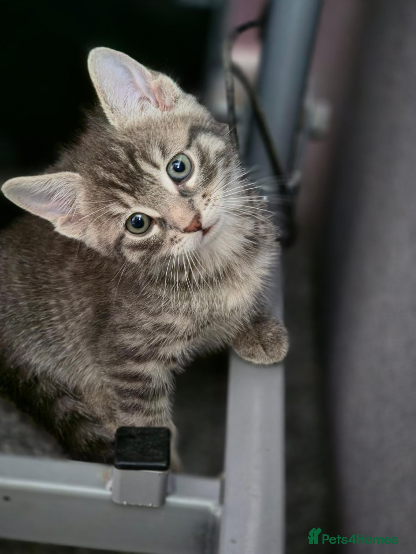 Mixed Breed cats Gorgeus kittens fir sale . - Advert 2