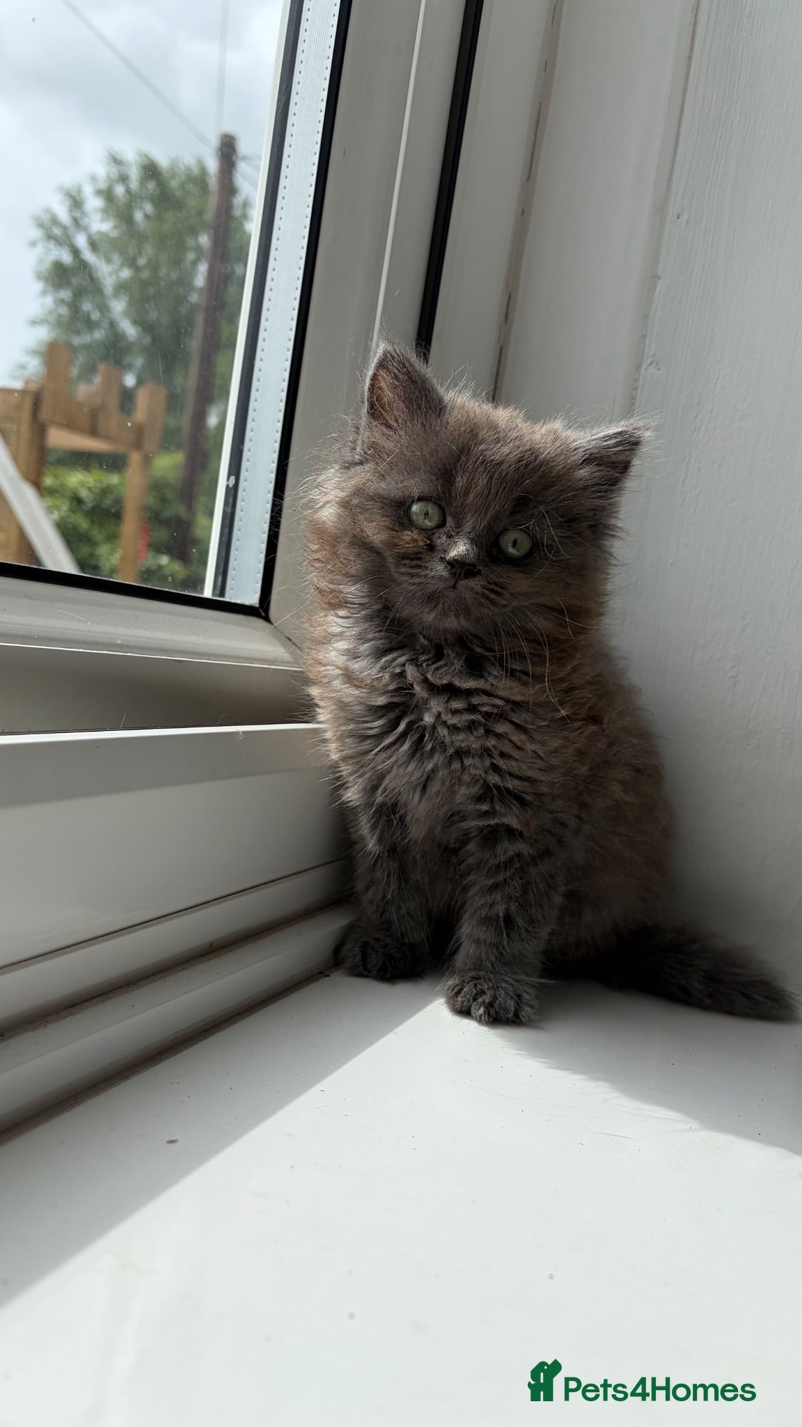 Ragdoll cats 1 female Ragdoll x ready now!!! - Advert 14