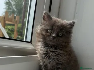 Ragdoll cats 1 female Ragdoll x ready now!!! - Advert 1