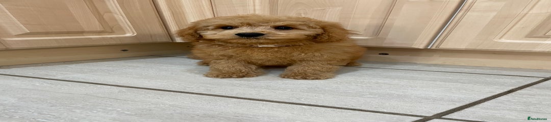 Cavapoochon Puppy 5