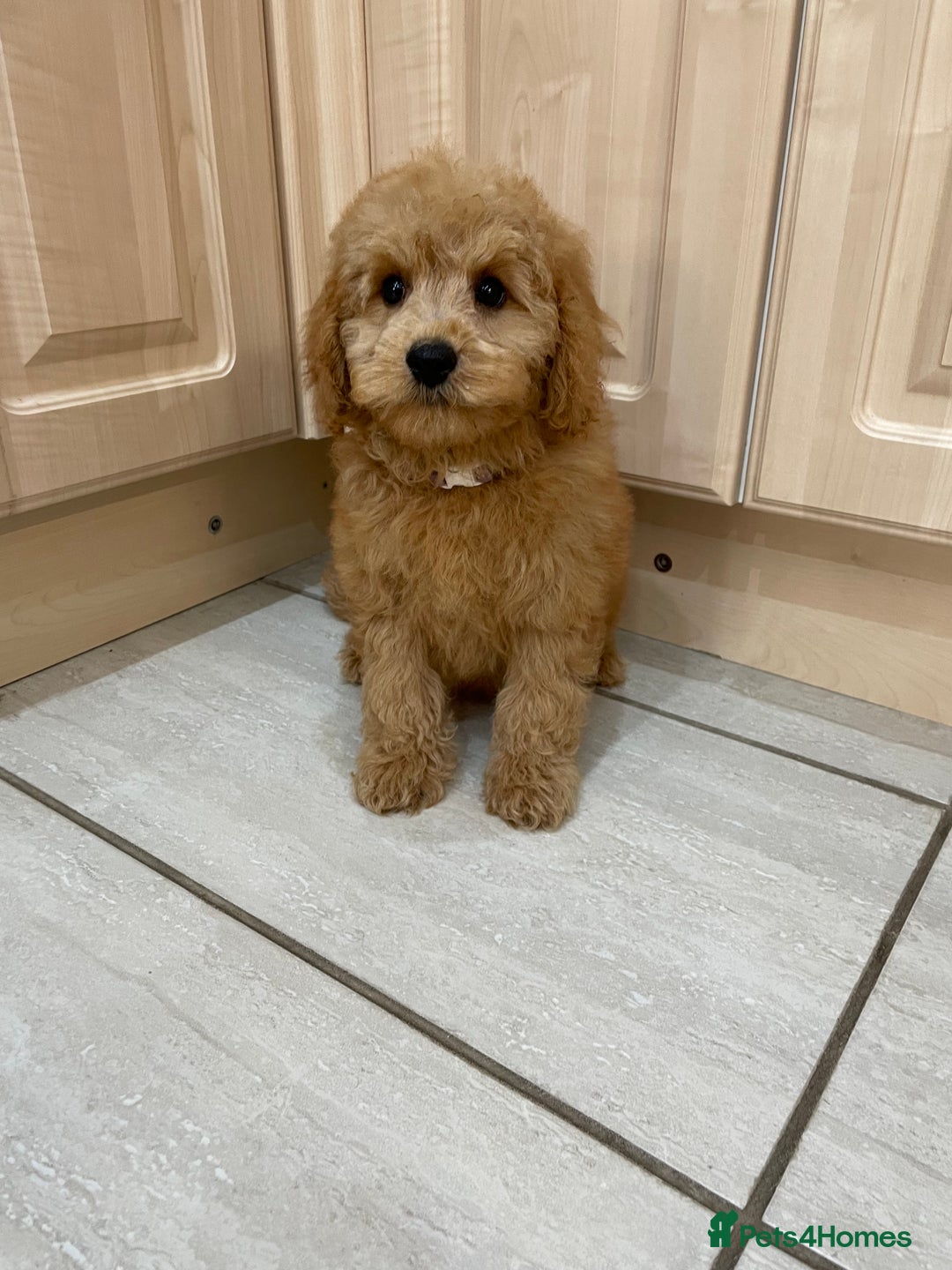 Cavapoochon dogs for sale: Cavapoochon puppies - Image 8