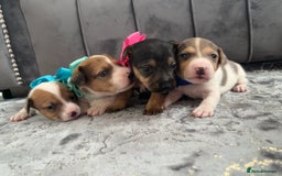Jack Russell dogs for sale: Beautiful Jack russell puppies for sale  - Image 12