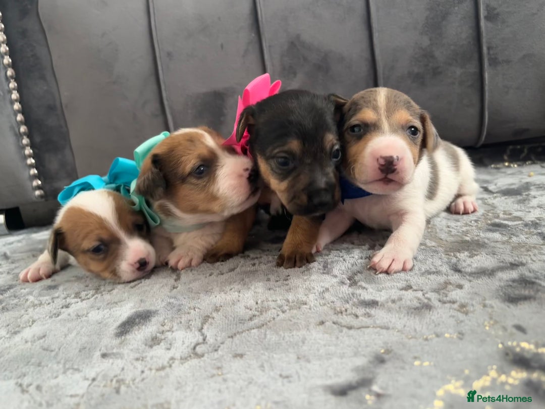 Jack Russell dogs for sale: Beautiful Jack russell puppies for sale  - Image 12
