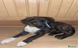 Border Collie dogs for sale: Border collie puppy’s for sale  - Image 2