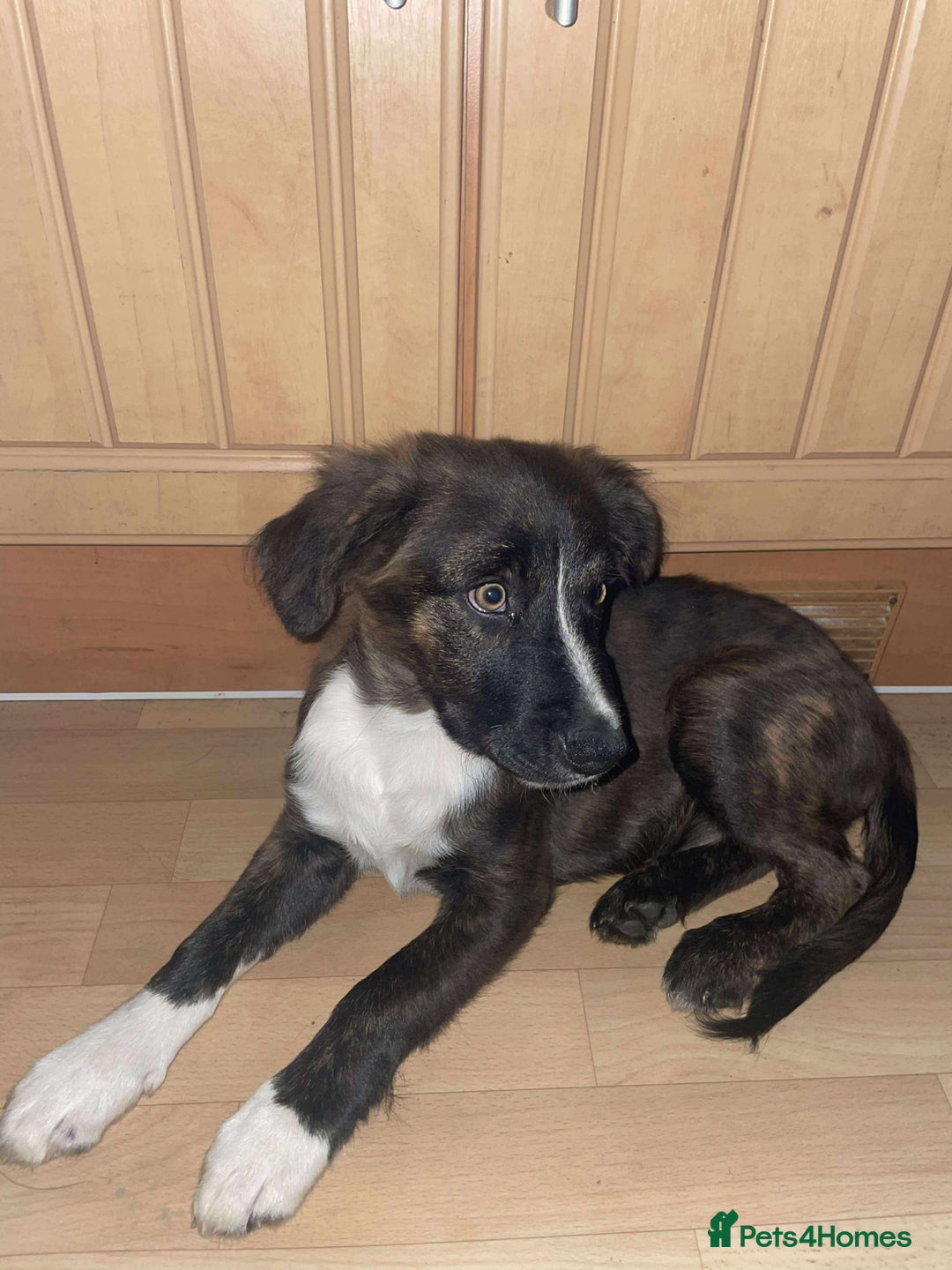 Border Collie dogs for sale: Border collie puppy’s for sale  - Image 2