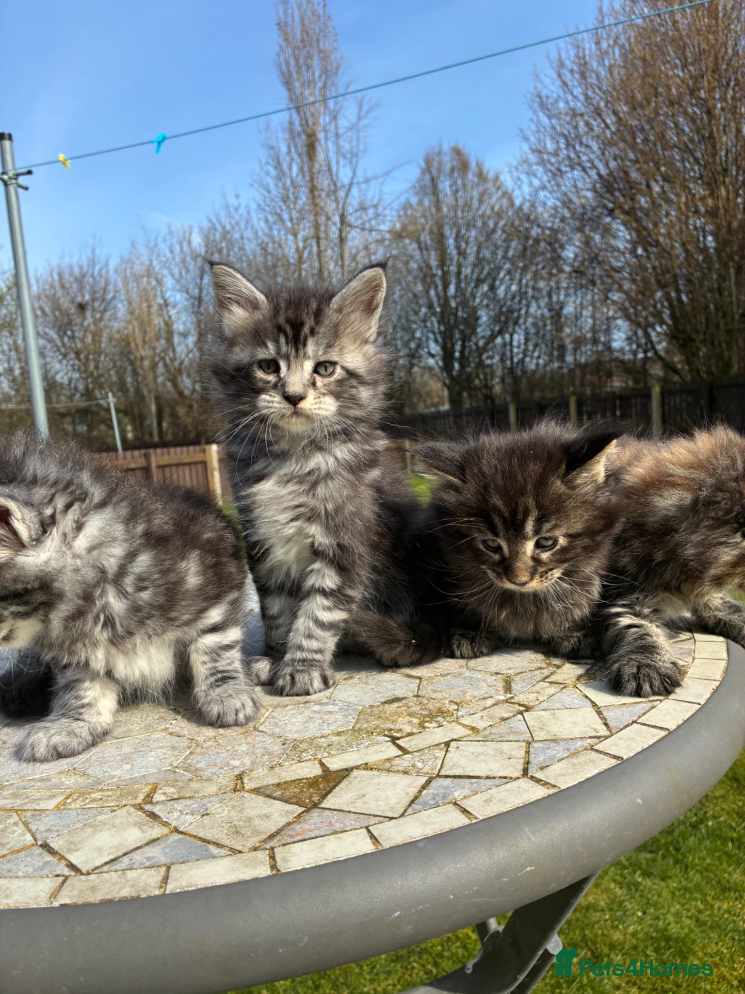 Maine Coon cats Maine coon kittens  - Advert 14