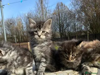 Maine Coon cats Maine coon kittens - Advert 14