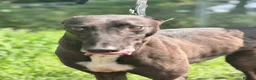 Greyhound dogs for adoption: ***FERN RESCUE* 5 YR OLD GREYHOUND FOR ADOPTION*** in Glasgow - Advert 2