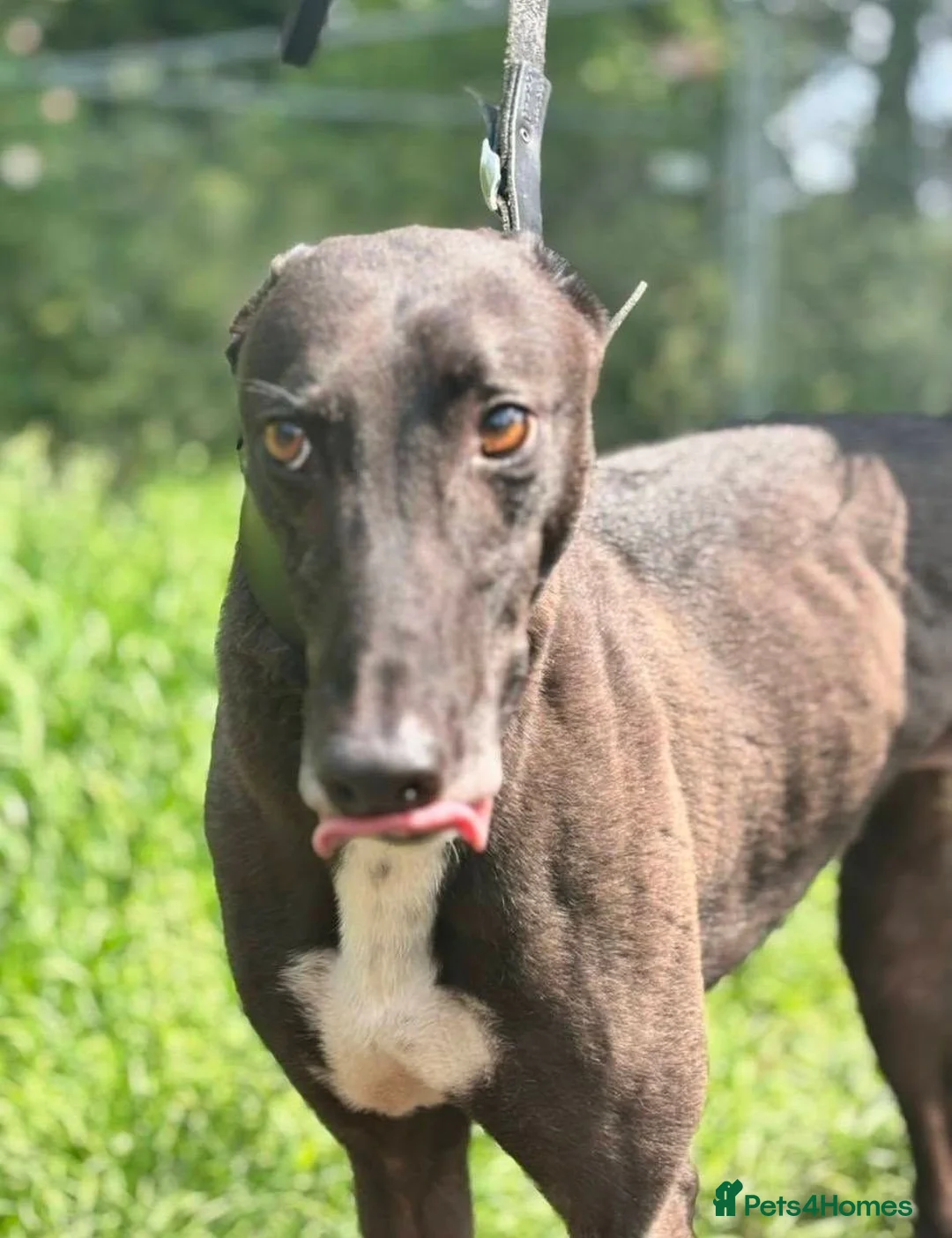 Greyhound dogs for adoption: ***FERN RESCUE* 5 YR OLD GREYHOUND FOR ADOPTION*** in Glasgow - Advert 2