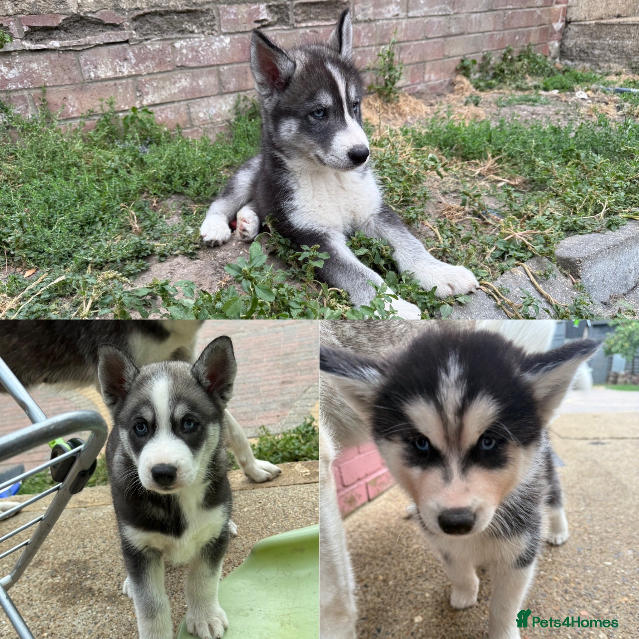 Siberian Husky dogs Puppy Siberian Husky  - Advert 2