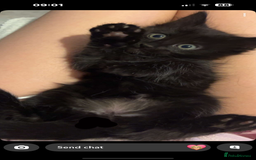 British Shorthair cats for sale: Black kittens for sale! - Image 2