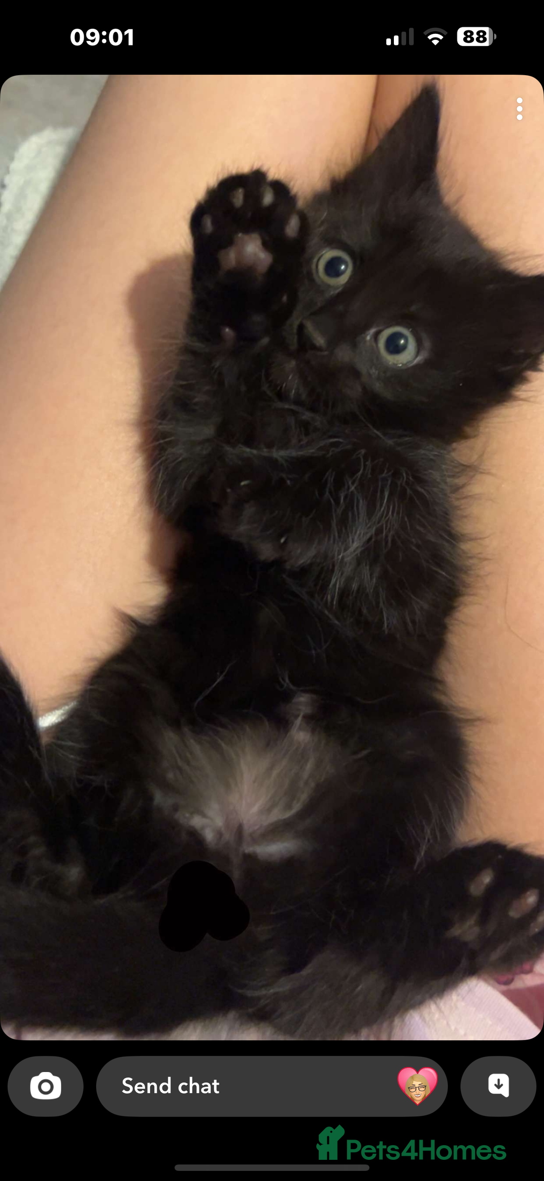 British Shorthair cats for sale: Black kittens for sale! - Image 2