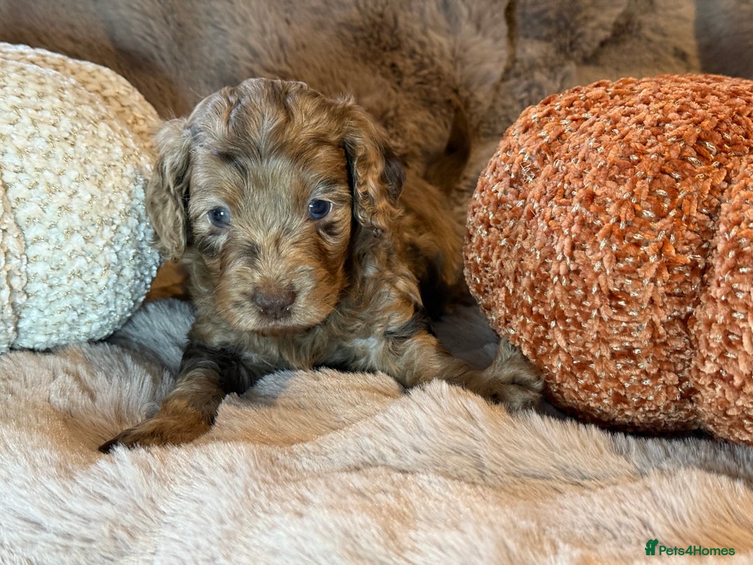 Cockapoo dogs for sale: F1 Cockapoo , Array of colours  - Image 1