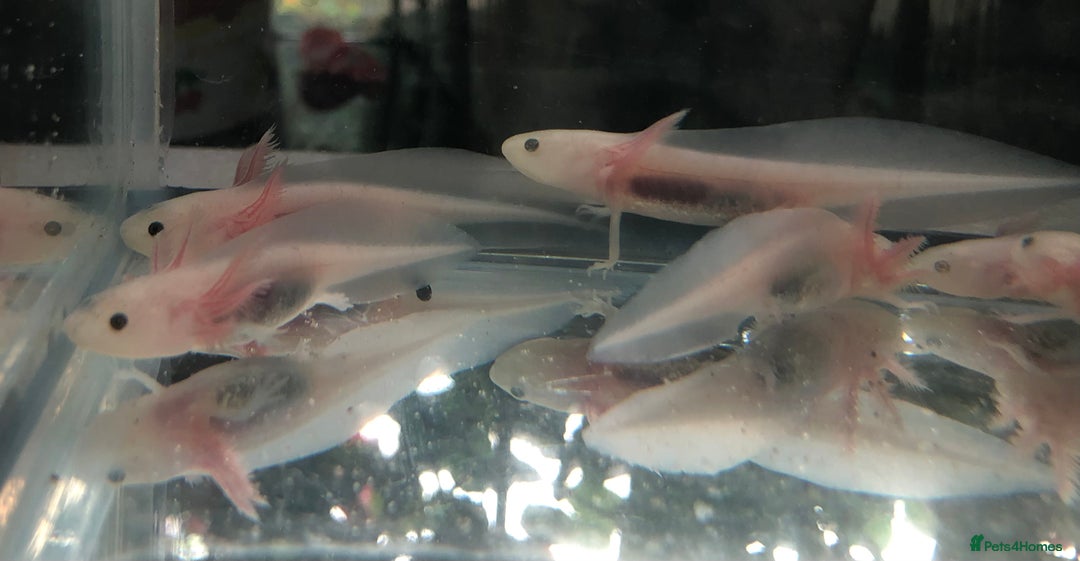 Axolotl reptiles for sale: Lots of baby Axolotls in Launceston - Image 11