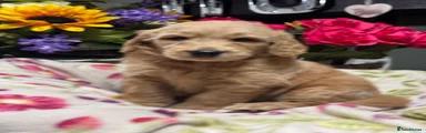 Goldendoodle 10