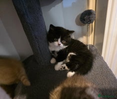 British Shorthair cats Gorgeous British shorthair kittens - Advert 16