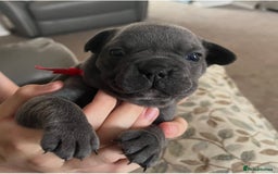 French Bulldog dogs for sale: Fabulous Frenchies ❤️ - Image 4