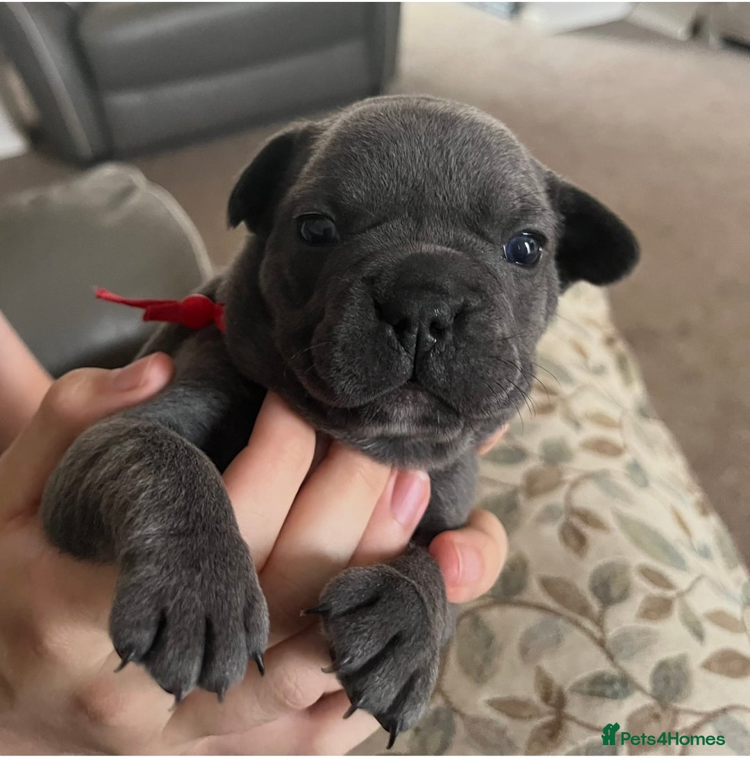 French Bulldog dogs for sale: Fabulous Frenchies ❤️ - Image 4