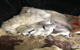 Miniature Schnauzer dogs for sale: KC registered White miniature schnauzers - Image 9