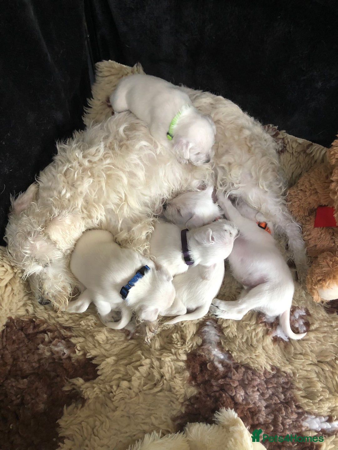 Miniature Schnauzer dogs for sale: KC registered White miniature schnauzers - Image 9