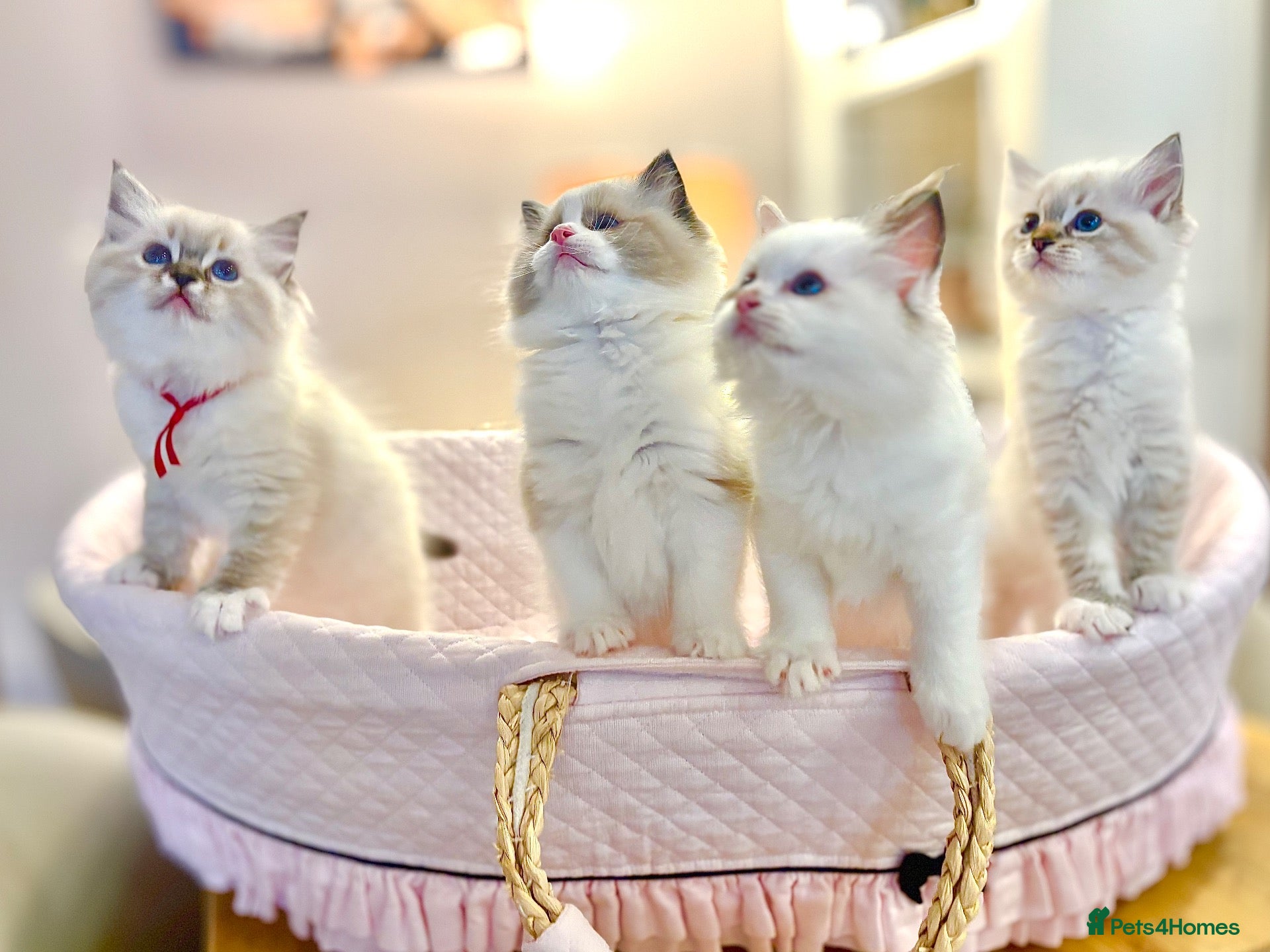 Ragdoll cats Pedigree show quality kitten Ragdolls 💝 - Advert 1