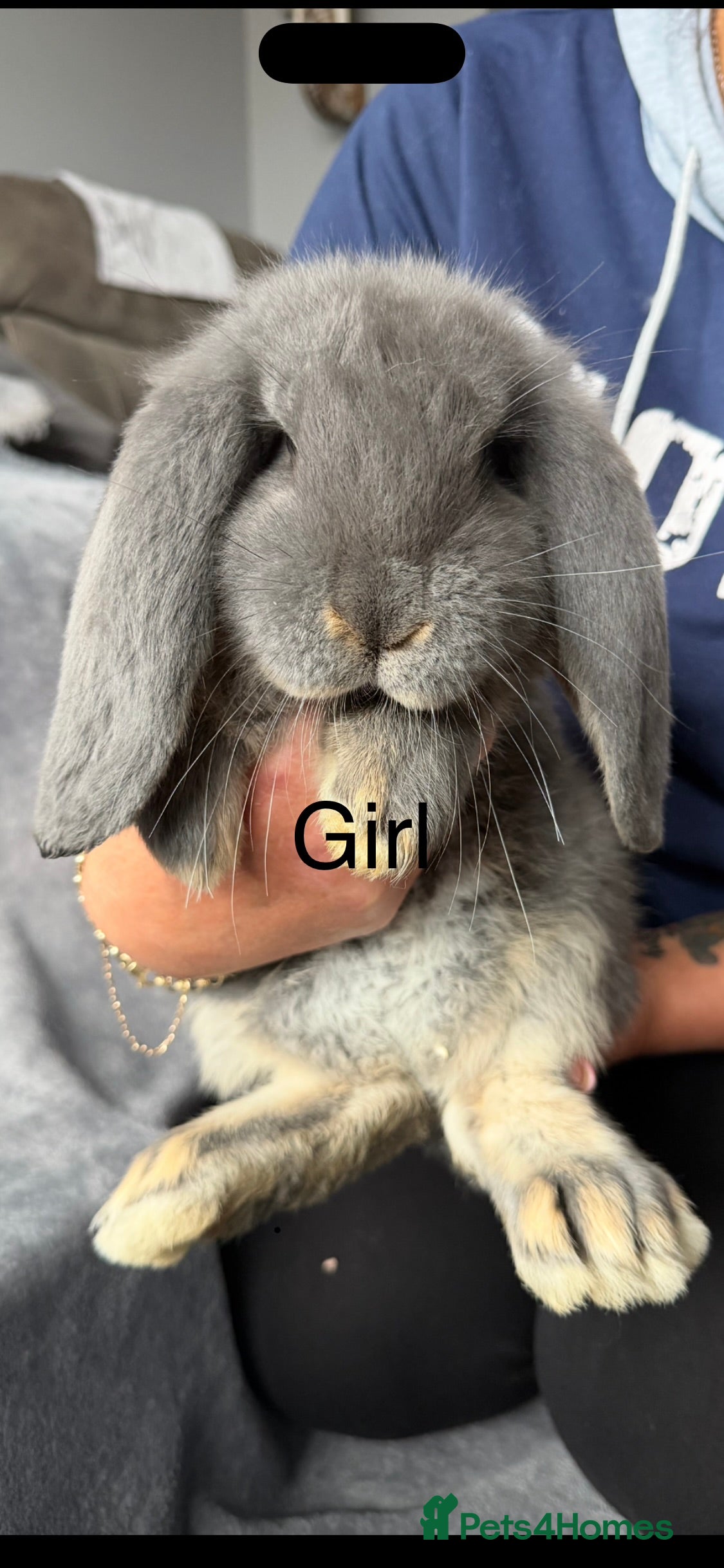 French Lop rabbits French lops  - Advert 6