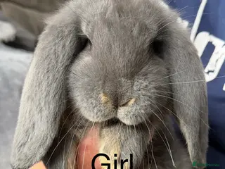 French Lop rabbits French lops - Advert 6