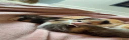 Maine Coon cats for sale: Mainecoon kittens  - Advert 8