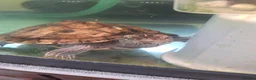 Turtle reptiles for sale: Missisipi map turtle  in Ledbury - Advert 4