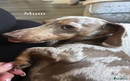Miniature Dachshund dogs for sale: Miniature dachshunds  - Image 11