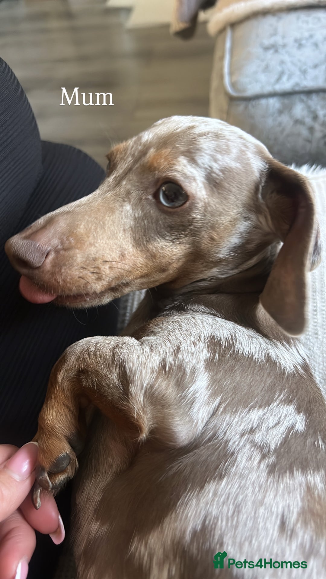 Miniature Dachshund dogs for sale: Miniature dachshunds  - Image 11