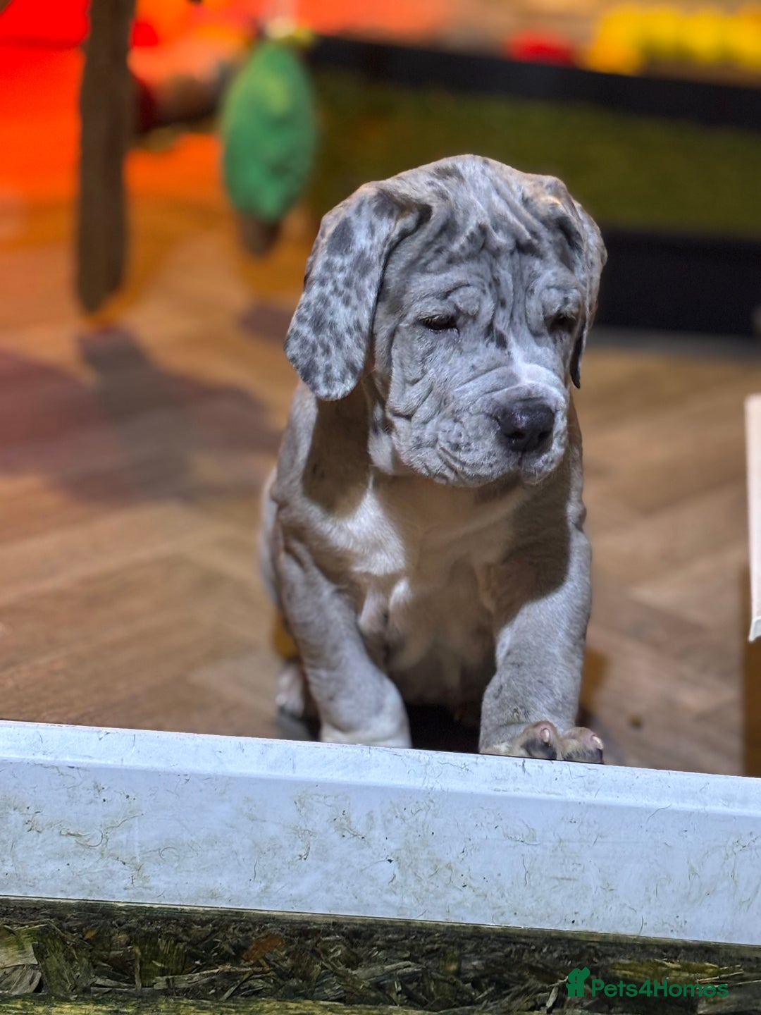 Mixed Breed dogs for sale: Hybrid mastiffs - Advert 2