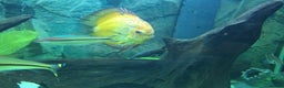 Discus fish for sale: Discus fish for sale  - Advert 5