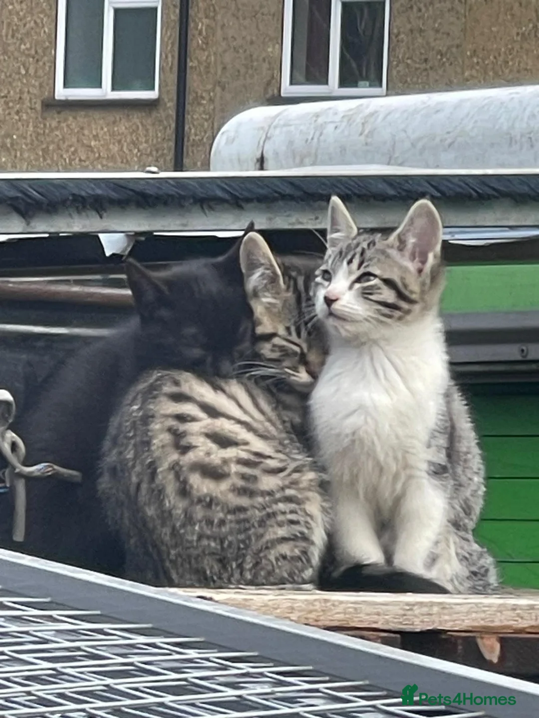 Mixed Breed cats for sale: Mixed kittens for sale - Advert 2