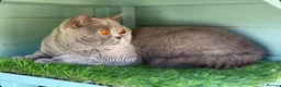 British Shorthair cats for stud: Blue Polish Import For Stud - Advert 6