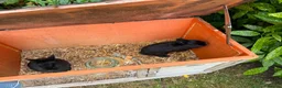 Netherland Dwarf rabbits for sale: Two black male Netherlands dwarfs - Advert 5