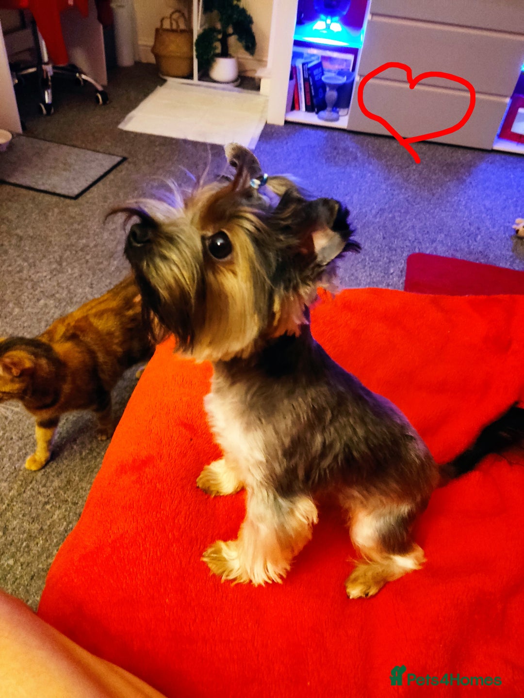 Yorkshire Terrier dogs for sale: beautiful, sociable Yorkshire Terrier female dog  - Advert 13
