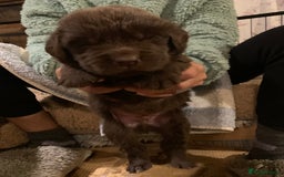 Newfoundland dogs for sale: ✨ Stunning Chocolate Newfoundland Puppies ✨ - Image 22