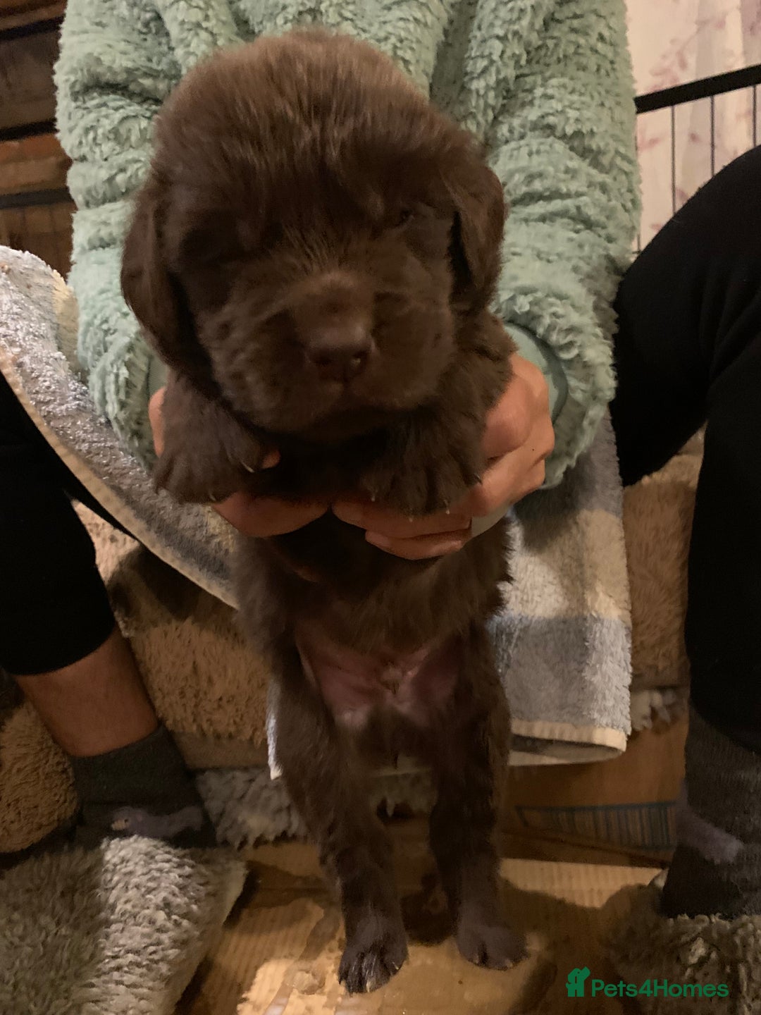 Newfoundland dogs for sale: ✨ Stunning Chocolate Newfoundland Puppies ✨ - Image 22