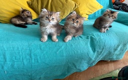 British Longhair cats for sale: British Longhair kittens - Image 4