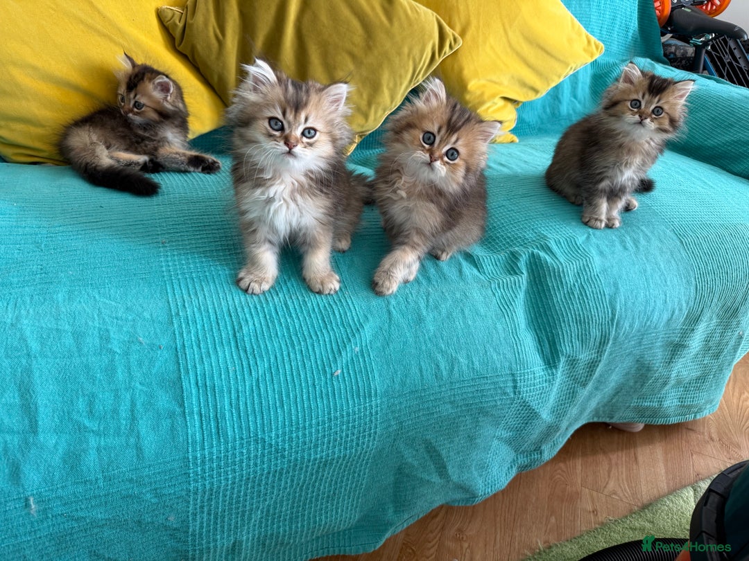 British Longhair cats for sale: British Longhair kittens - Image 4