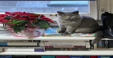 British Shorthair cats British short hair cute  - Advert 6